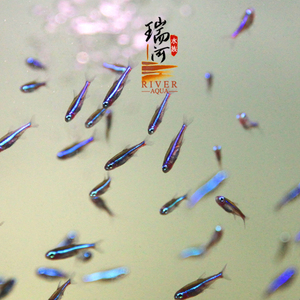 南美进口观赏鱼 热带鱼 灯鱼  绿莲灯 群游鱼