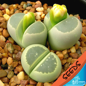 c55/c055 生石花种子 lithops olivacea 橄榄玉 20粒