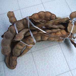 木腰子霸王豆过江龙肾树宝壮腰果藏腰子平安豆菩提子原子整条出售