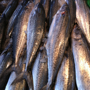 【新鲜鲅鱼条】新鲜鲅鱼条品牌,价格 - 阿里巴巴