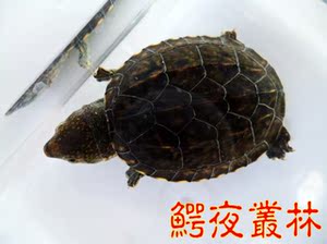 萨尔文蛋龟苗