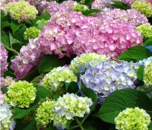 盆栽花卉绿植幸运花八仙绣球花苗绣球花绿色植物绣球苗无尽夏