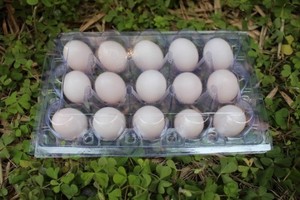 15枚鸽子蛋托野鸽蛋塑料壳吸塑蛋托礼盒定制礼品现货