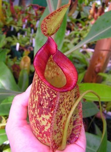 食虫植物-红唇虎克猪笼草 产家直销! 价格实在!