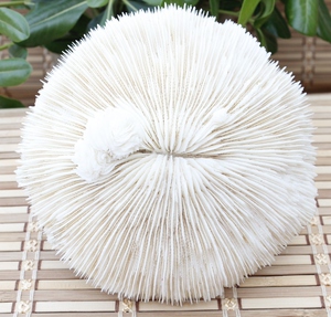 海菊花 水晶消磁防辐射净化镇宅 招财 一物一图