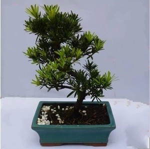 罗汉松盆景树桩室内