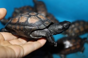 外塘公草龟 半墨化龟墨龟(已经成体可以交配)