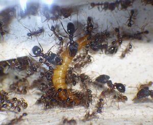 宽结大头蚁‖pheidole nodus‖拍前请咨询