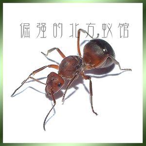 宠物蚂蚁/石狩红蚁新后/formica yessensis/可繁殖真蚁后产卵中