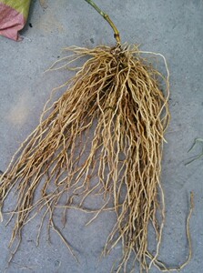 干品野生中草药牛尾菜根牛尾蕨 土春根 牛尾结 马尾伸筋 金刚豆藤