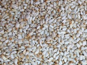 仓鼠虎皮牡丹鹦鹉鸽子信鸽粮白花子白花籽白瓜子饲料50斤装饲料