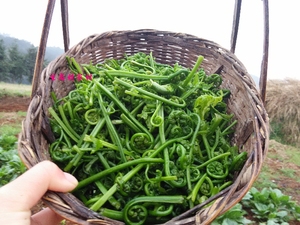 水蕨菜新鲜野生