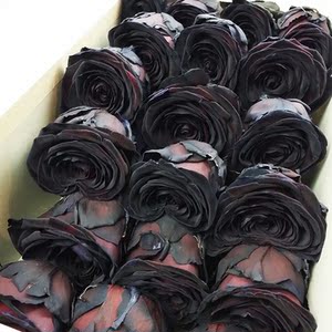 荷兰进口黑美人黑玫瑰 上海鲜花批发 情人节生日花束枪炮礼盒送礼