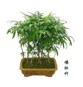 热卖 佛肚竹罗汉竹苗竹子佛肚竹盆景花卉绿植 佛肚竹大苗盆栽植物