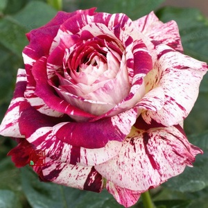 m27胡里奥青莲居玫兰欧洲月季花盆栽四季灌木欧月阳台花卉植物