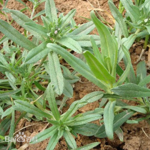 羊蹄菜野菜