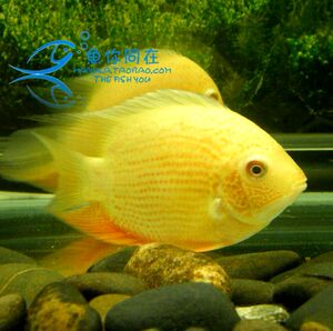 淡水鱼黄金菠萝鱼苗热带鱼活体宠物观赏鱼金菠萝鱼苗喷点菠萝鱼