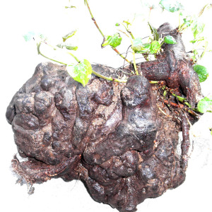 何首乌野生千年