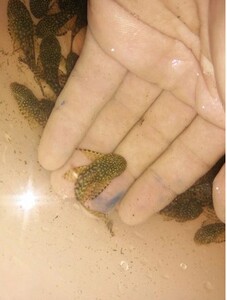 雪花短帆迷彩胡子 除藻 草缸清道夫异型热带鱼 长帆 3-4cm鱼苗