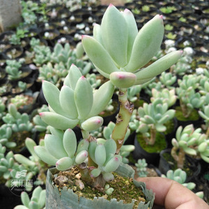 青星美人 | 绿乐植多肉精品,美人系列,老桩孤植,微盆景素材