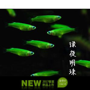 绿色荧光鳉荧光鱼夜明珠鱼水母鱼 热带鱼观赏鱼新灯鱼活体草缸