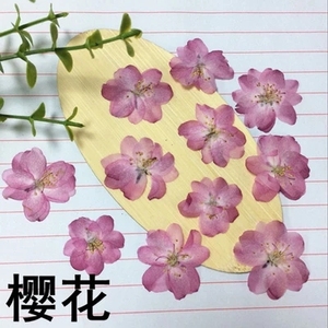 樱花 押花永生花滴胶手机壳干花 压花香薰蜡烛花材 diy书签贺卡