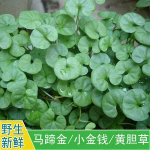黄胆草 小金钱草 螺丕草 小马蹄草化石草