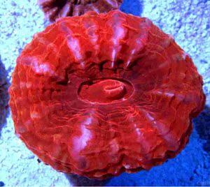 印尼珊瑚海水观赏鱼缸活体生物 水晶脑珊瑚软体珊瑚其它水族宠物