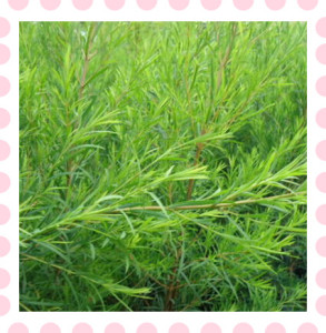 新鲜澳洲茶树枝条互叶白千层 做纯露精油酵素3斤起包邮采摘团购中