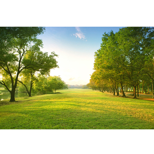 大自然风景海报树林森林公园贴画绿色草坪草地无框画芯现代装饰画