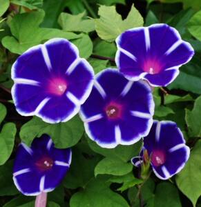 大牵牛花 花种 朝颜 多曜丸(蓝)爬藤类 丰花 花径5-8厘米