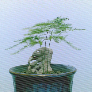 云松种子