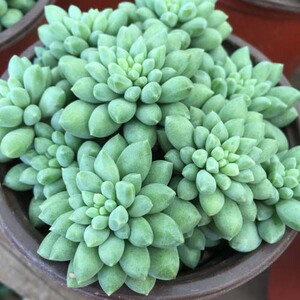 多肉植物 龙骨玉坠