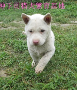 潘哥纯种下司猎犬繁育基地,狗狗,打兔子野鸡山羊野猪野猫,幼犬