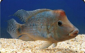 牛头鲷鱼 起头食土鲷南美慈鲷 混养水草包活体批发5cm-15cm