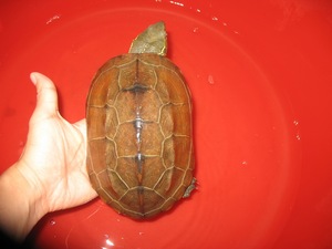 大头母草龟