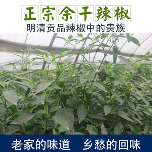 2斤包邮 江西新鲜余干辣椒 枫树辣椒 丰收辣椒 新鲜现采摘原产地