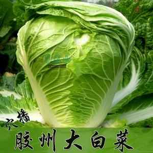 非转基因大白菜种子