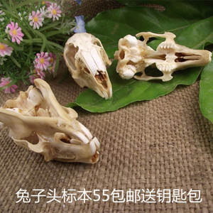 头骨标本饰品工艺品摆件天然真兔子牛羊模型动物标本骨骼化石可爱