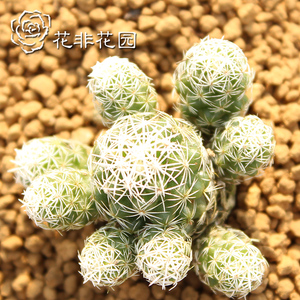 花非花园-多肉植物盆栽花卉 肉肉 仙人球 多肉【白鸟】