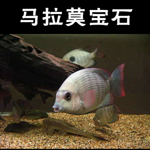 三湖慈鲷鱼马拉莫宝石鱼南美慈鲷鱼 食土鲷鱼活体热带淡水观赏鱼