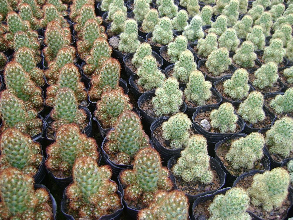 漳州绿源花卉金手指银手指特价多肉植物仙人指趣味庭院绿植盆栽