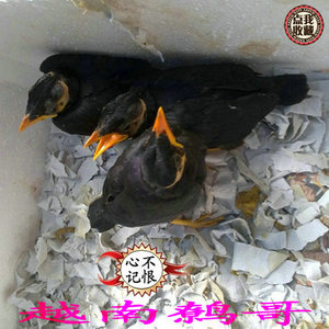鹩哥活体 鹩哥幼鸟 鹩哥雏鸟 越南鹩哥 亲手喂养 粘人 乖 批发