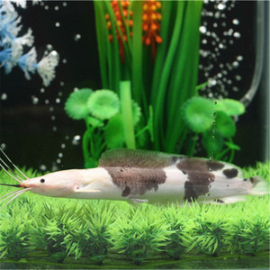 中大型观赏鱼底层鱼鲶鱼小丑武士鲶鱼水族活体鱼淡水鲶鱼奶牛鱼