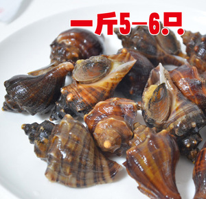 大连海鲜新鲜大海螺贝类海鲜鲜活水产品肉质鲜嫩鲜活大香螺5-6头