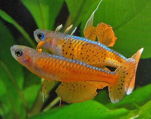 橘红珍珠燕子鱼