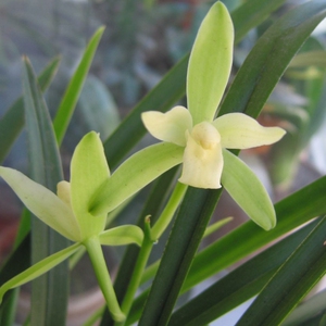 兰花天香素银针