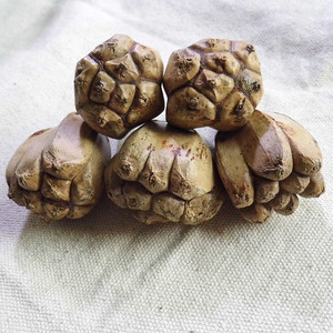 半斤滴血莲花原籽 菩提子 滴雪莲花滴血菩提子手串 血莲花菩提子