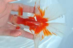 金鱼活体 冷水精品金鱼 水族观赏鱼 特色红白凤高 九亭渔场直销