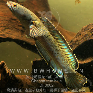 【蓝月光雷龙】雷龙鱼 蓝七彩雷龙 鳢科鱼 大型鱼 观赏鱼 热带鱼